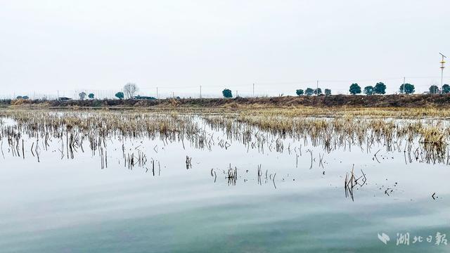 武汉蔡甸桐湖：虾稻田里春耕忙