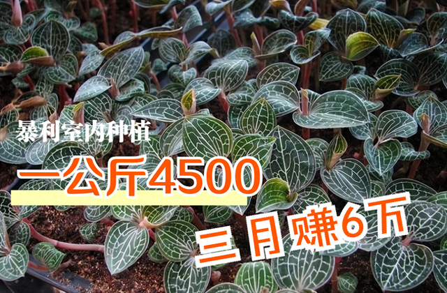 一个“暴利”的室内种植，1公斤4500元，22平方三个月赚6万多！