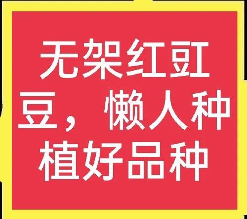 无架红豇豆，种植简单、收益高，阳台也能种植