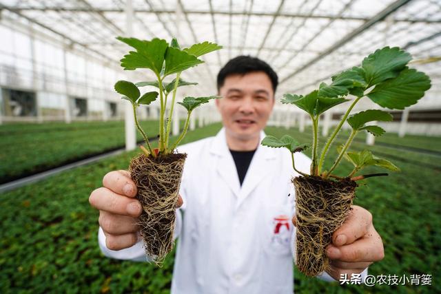 草莓花芽分化有规律、促花管理有技巧，五大促花技术要记牢