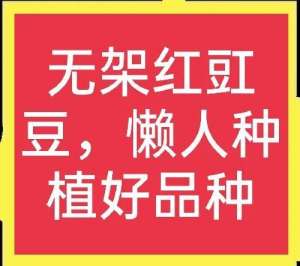 豆角的阳台种植技术(无架红豇豆，种植简单、收益高，阳台也能种植)