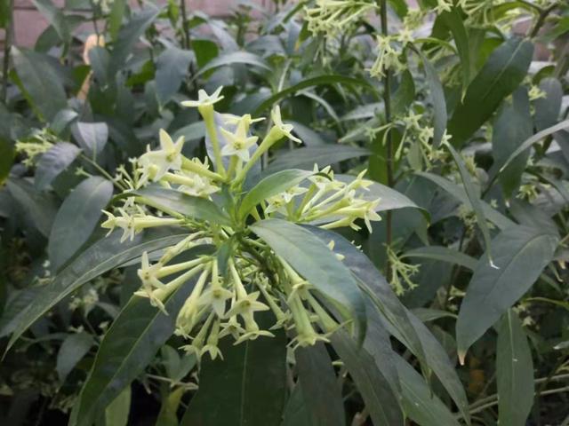 这种开花植物在花市里其貌不扬，却特受欢迎，买回家就是闻香味