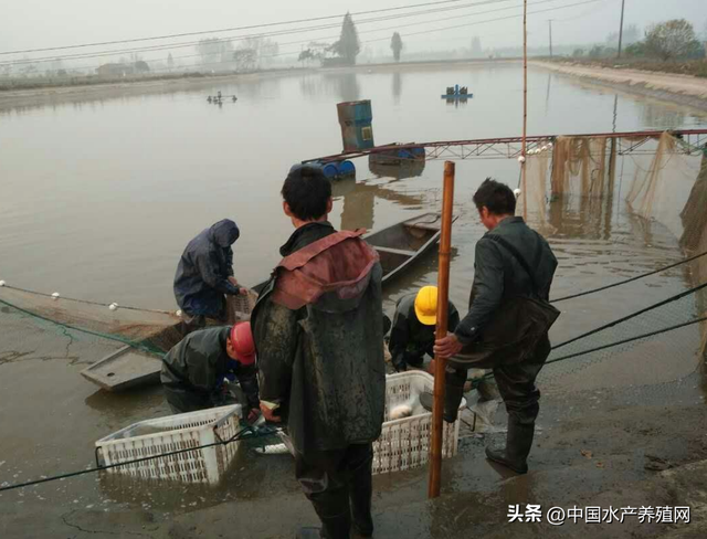 小草鱼血亏！存塘量太多，市场走鱼慢！ 逆风开局，怎么破？