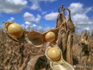 大豆种植季节(今年大豆丰产丰收，大落价是大趋势？2023年10月4日大豆价格)