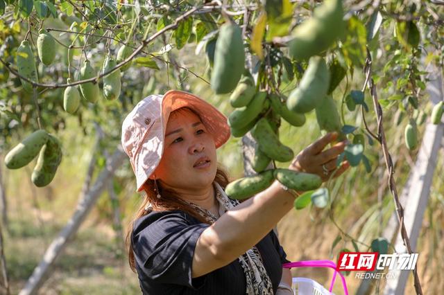 “八月瓜”是什么瓜？衡阳县籍80后企业家返乡潜心种植带乡邻致富