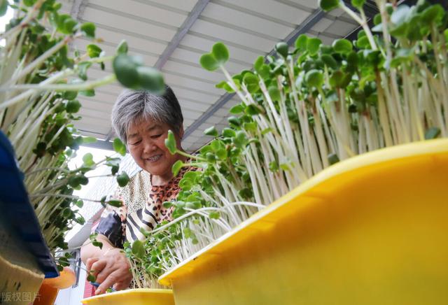 芽苗菜无土栽培栽培的技术环节