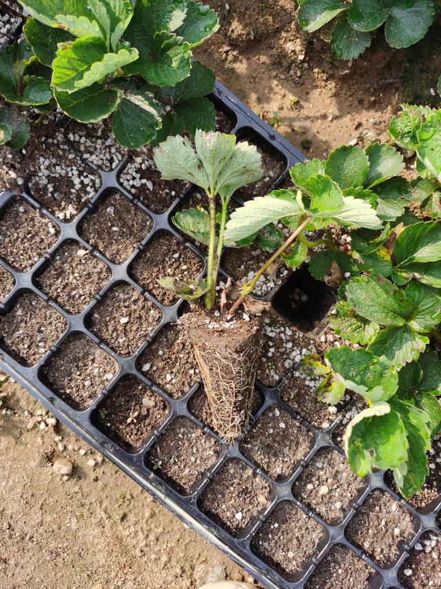 栽植香野草莓苗的注意一下几点