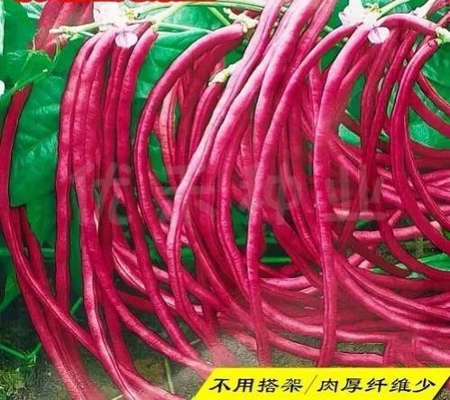 无架红豇豆，种植简单、收益高，阳台也能种植