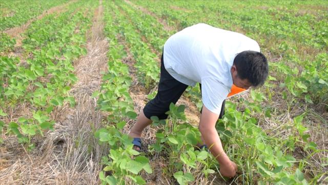 种大豆，还在错误施肥？难怪产量低，合理施肥很简单