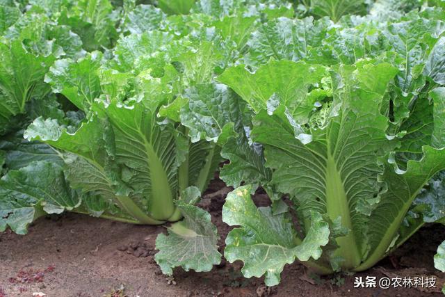 夏白菜栽培技术，种植方法教给大家，想要学习的别错过哟