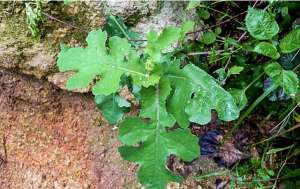 山黄瓜种植方法(农村1种“黄瓜菜”，是润肺明目好材料，很多人却不认识)