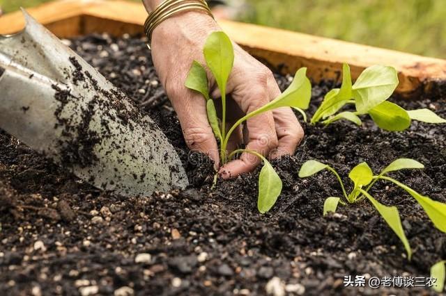 7月11日入伏“头伏萝卜二伏菜”，有6种蔬菜能种，不怕高温长得快