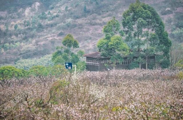 无门票赏20000亩杏花林！野餐遛娃、钓鱼晒太阳，成都1h直达