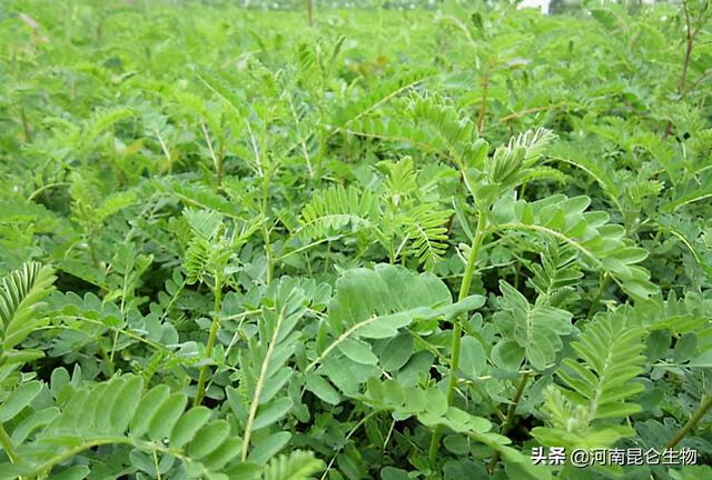 黄芪上什么肥料好？黄芪用什么肥料产量高？黄芪打什么叶面肥好？