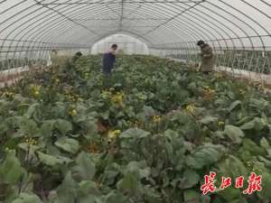 大棚菜心种植(每天10万多斤，新鲜叶菜这样从蔬菜大棚送上餐桌)