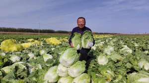 麦菜种植(安达畜牧场：“麦菜复种”地块又迎丰收季 二茬作物大白菜喜获丰收)