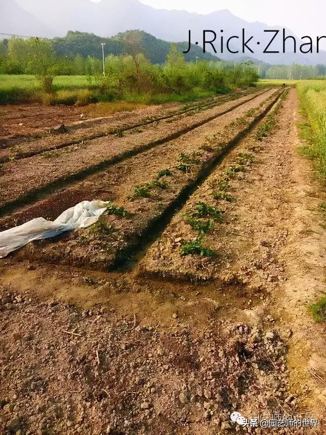 草莓种植技术指导