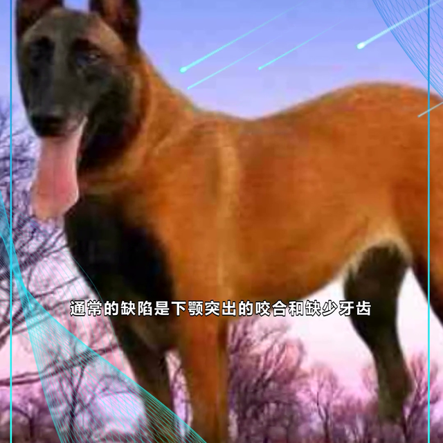 沈阳市法库县工作犬  #成年马犬视频