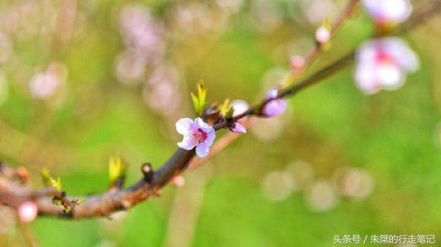 六安这里桃树种植面积达12万亩，年产量15万吨，年销售额超10亿元