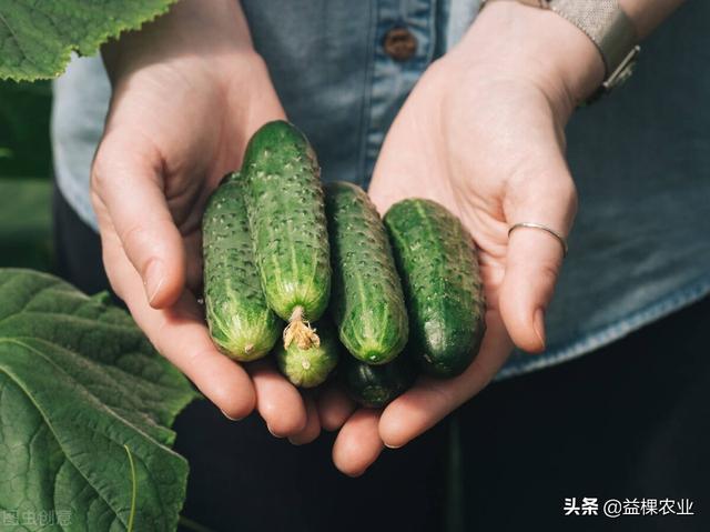 夏季怎么种植黄瓜？掌握这几点黄瓜轻松高产