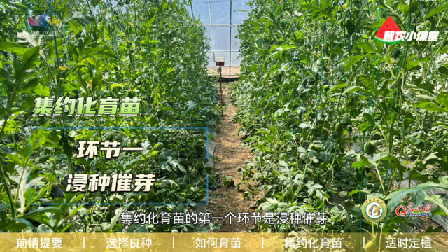 设施西瓜如何实现高效栽培？农艺师：选择良种是重中之重