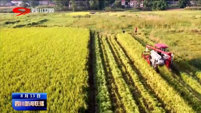 四川新闻联播丨稻黄粱红好“丰”景 沃野蜀乡粮满仓