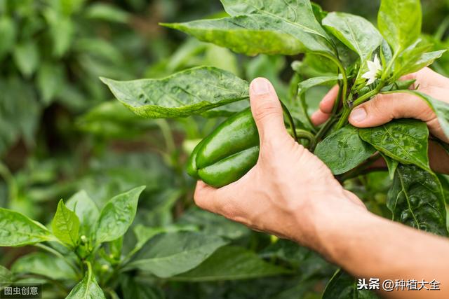 露地青椒栽培技术，注意以下几点，其他基本不是事儿