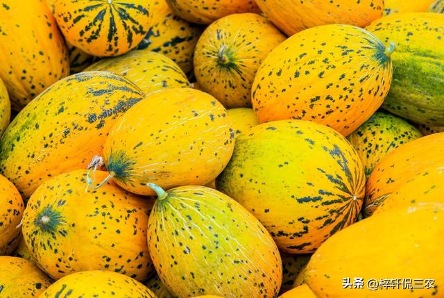 点亮甜瓜梦想：种植技术、管理方法、丰收秘籍