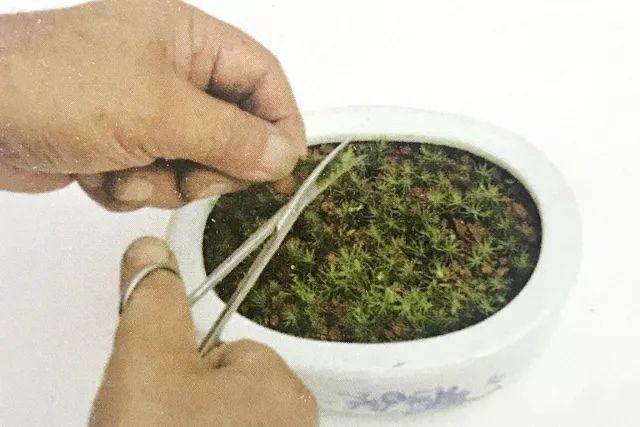 苔藓的移植增殖大法，三个制作步骤即可完成