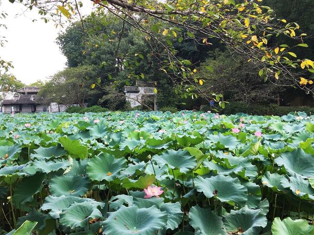 原来无锡的秋天有这么多的旅游项目，下半年就跟着这张表玩high锡城！