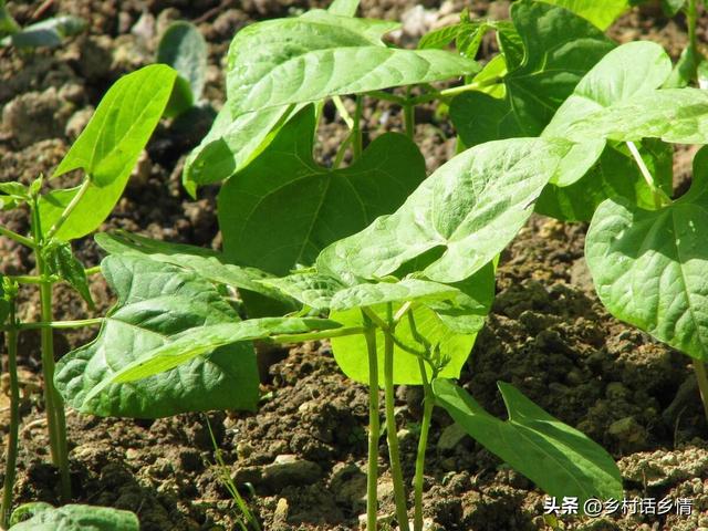 晚豆角和晚黄瓜种植小技巧，出苗齐、长势壮，后期结果一茬接一茬