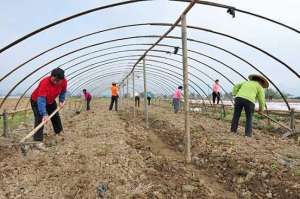 大鹏西瓜种植管理技术(西瓜高产栽培技术——小拱棚西瓜种植技术详解)