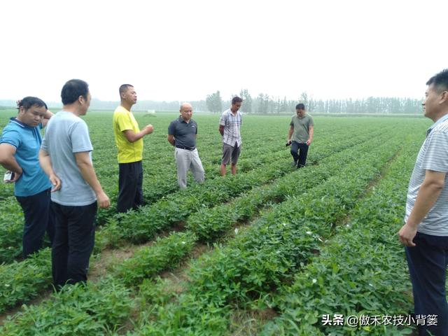 花生想高产，重点打好3遍肥和药，但要掌握好喷打时间与配方技巧