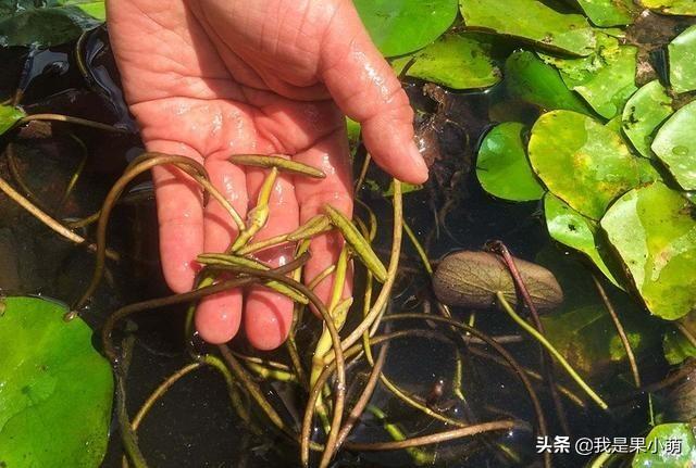 长在水里的4种野菜，味道鲜嫩无比，其中有一种现在挖正是好时候