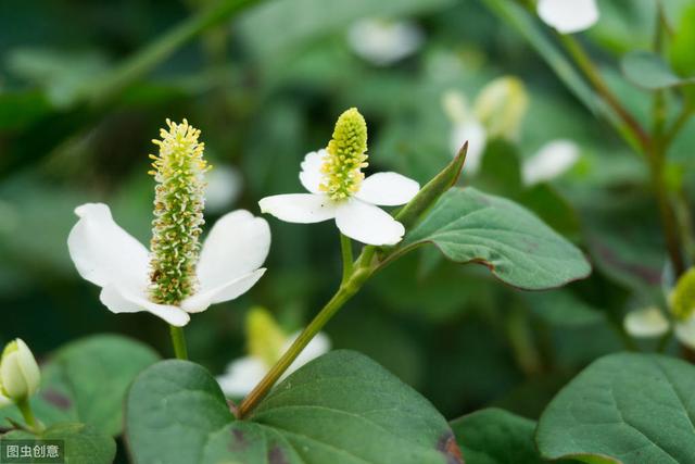 鱼腥草如何种植才能获得高产优质？掌握以下这5点，助你科学种植