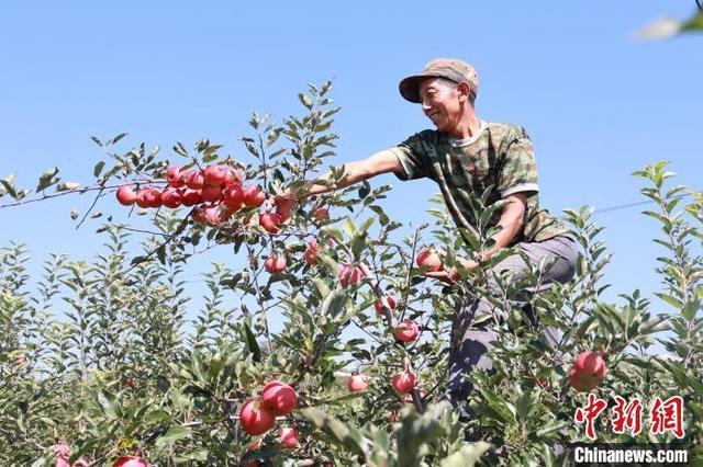 陕西洛川：早熟苹果迎丰收 果农田间采摘忙