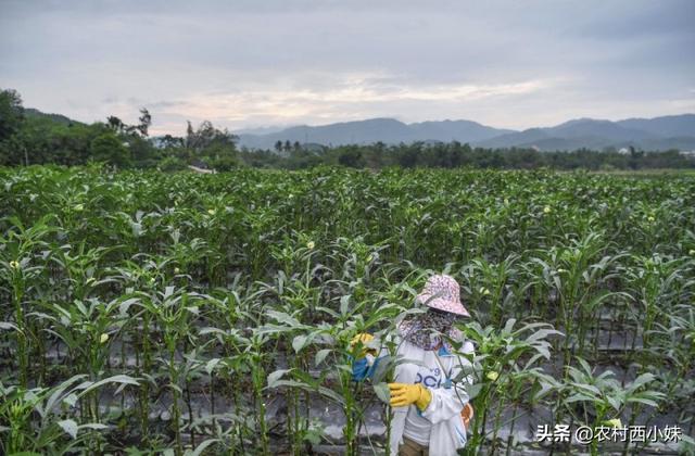 黄秋葵种植技术，办法都有什么呢