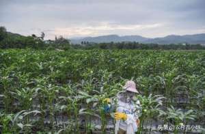 黄秋葵怎么种植(黄秋葵种植技术，办法都有什么呢)