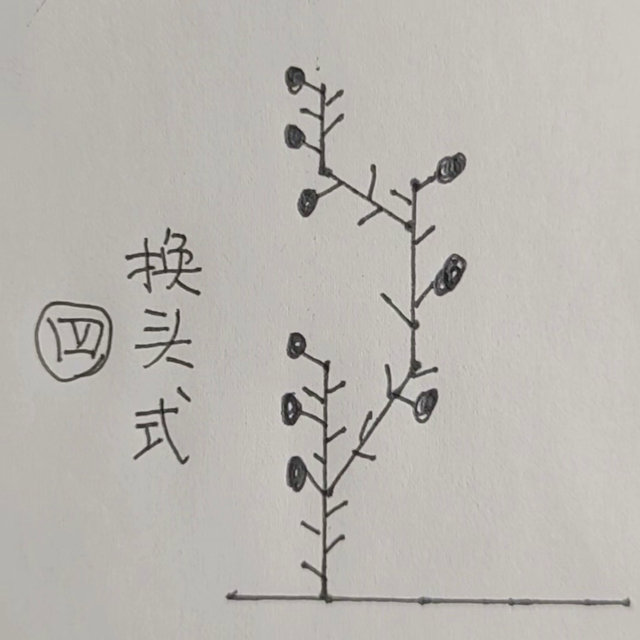 西红柿种植技巧，阳台盆栽西红柿整枝方法介绍，有点缺点和...