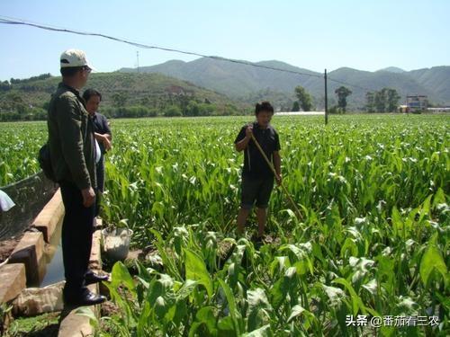 曾为宫廷贡品，春节档时蔬，掌握高产技巧，小慈姑也能种出高效益