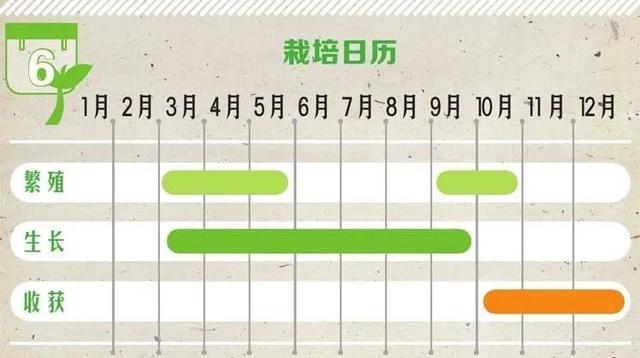 盆栽“法宝”：收获前是“驱虫剂”，收获后可香料、可茶饮