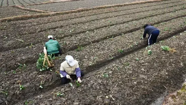 草莓苗好五分收！如何用匍匐茎育壮苗？定植与苗期管理是关键