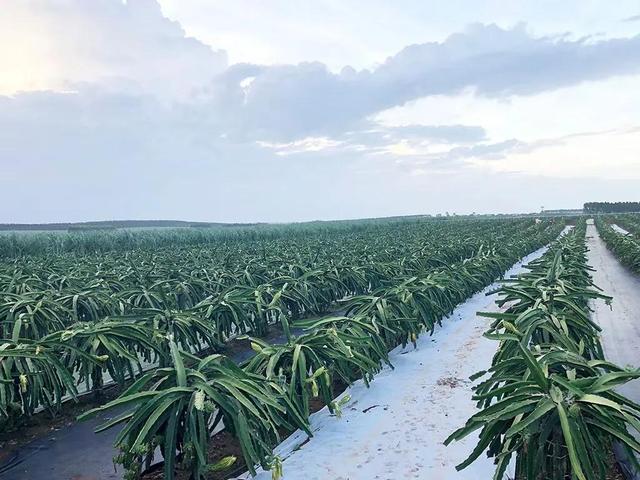 芦笋种植的时间？种植后多久能采收？