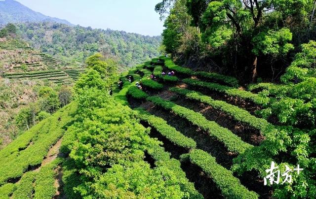 茶香萦绕近60年，梅州蕉岭抢抓机遇擦亮“蕉特”新名片