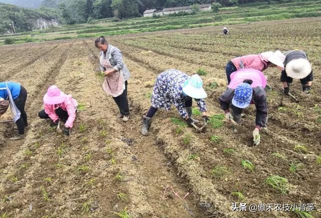 韭菜用种子播种和挖根移栽，哪种种植方法好？二者分别怎么种植？