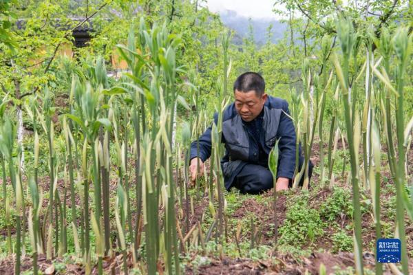 重庆石柱：黄精种植助农走上致富路