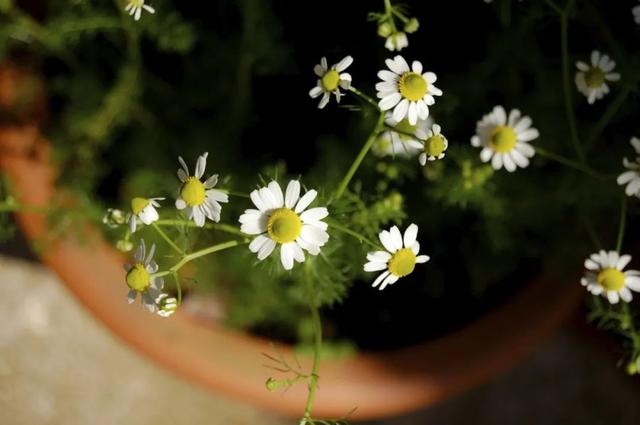 在花盆里种花开灿烂的洋甘菊，教你播种培育幼苗，花朵可不断采摘