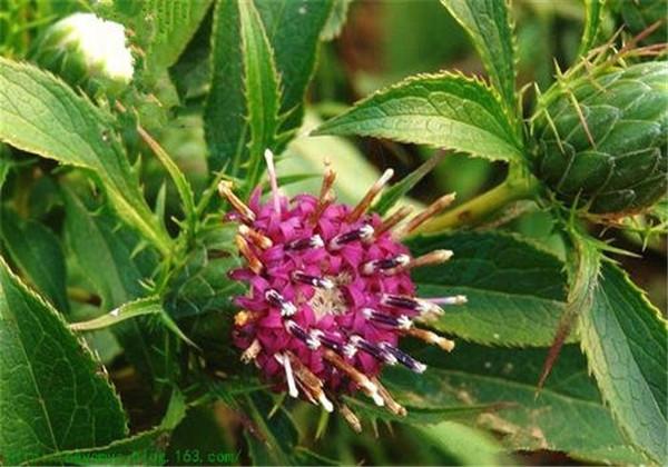 白术民种植中药材，田间管理不容忽视，这样才能有效提高经济效益