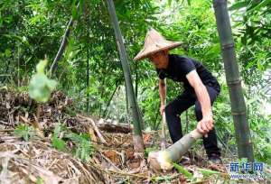 甜竹笋种植基地(广西柳州：夏日甜竹笋收获上市)