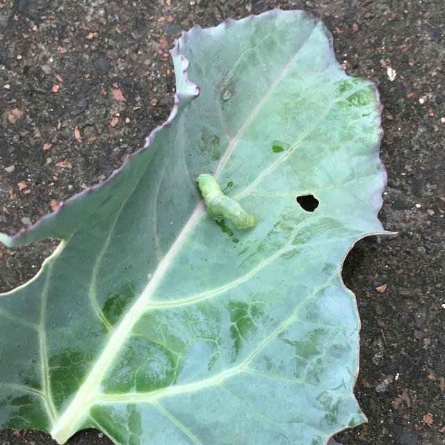 西兰花（青花）品种、种植技术和田间栽培管理